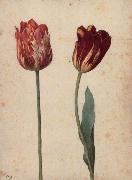 Georg Flegel Two Tulips oil